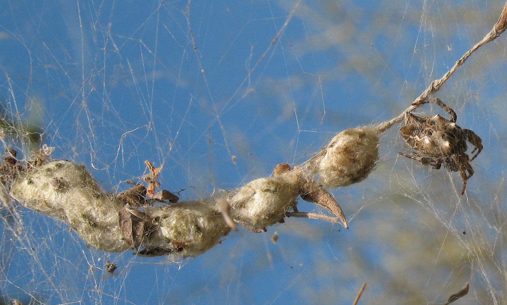 Cyrtophora citricola